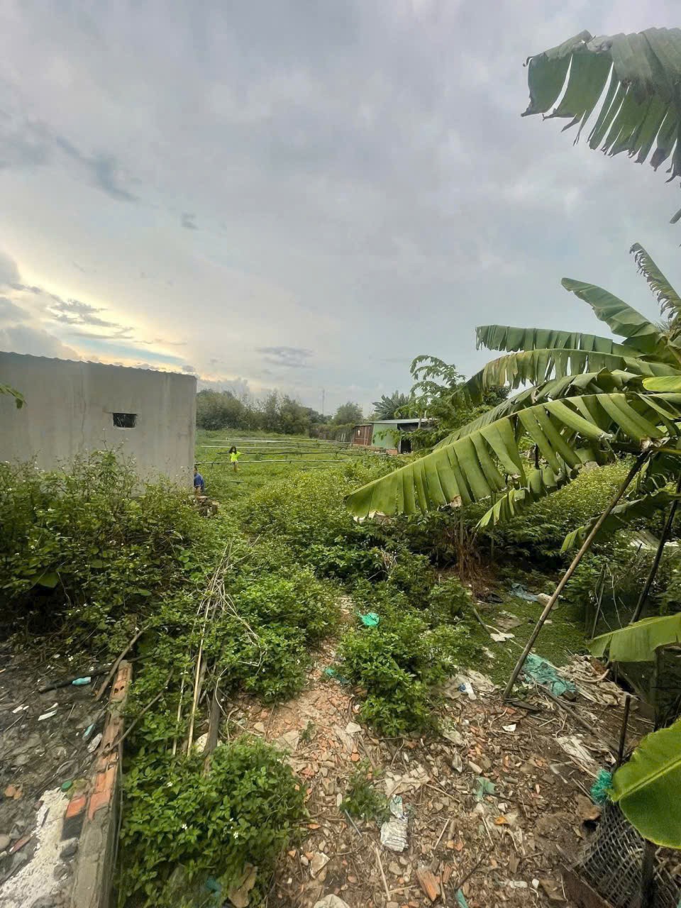 ĐẤT LỚN (22.7x66) XUÂN THỚI ĐÔNG, HÓC MÔN - THỔ CƯ 500M² GIÁ 20 TỶ! 3