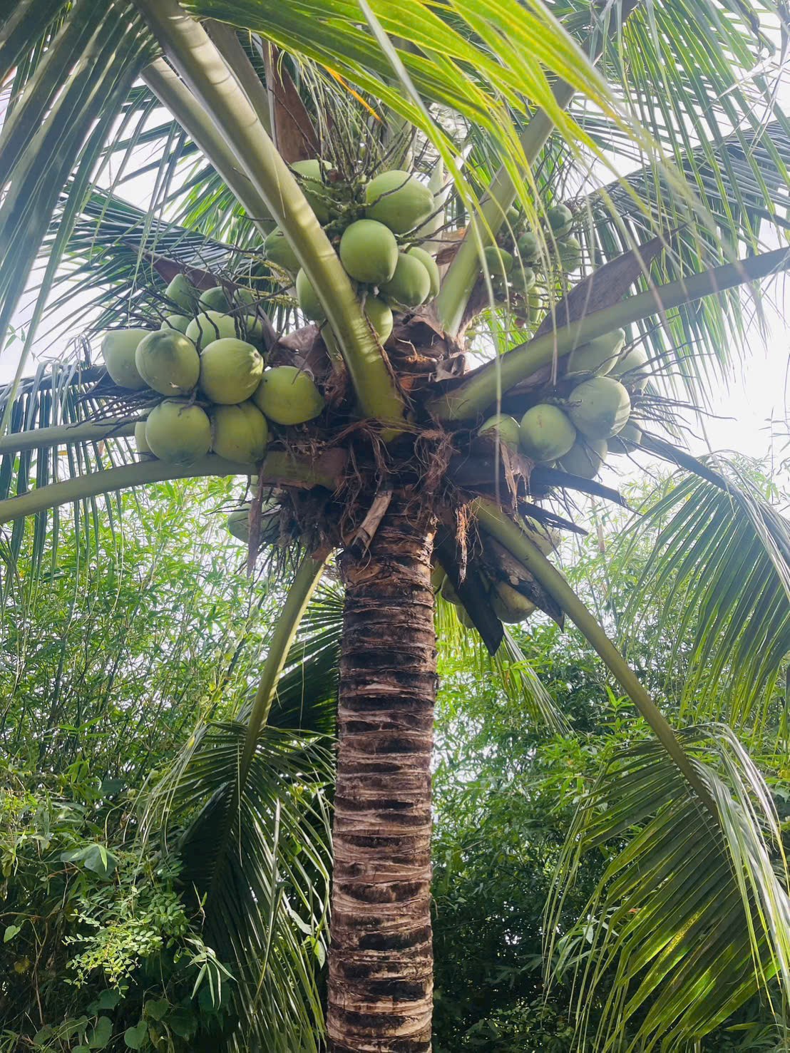 Cần bán Đất Xã Ninh Quang, Ninh Hòa, Diện tích 176m², Giá 790 Triệu 5