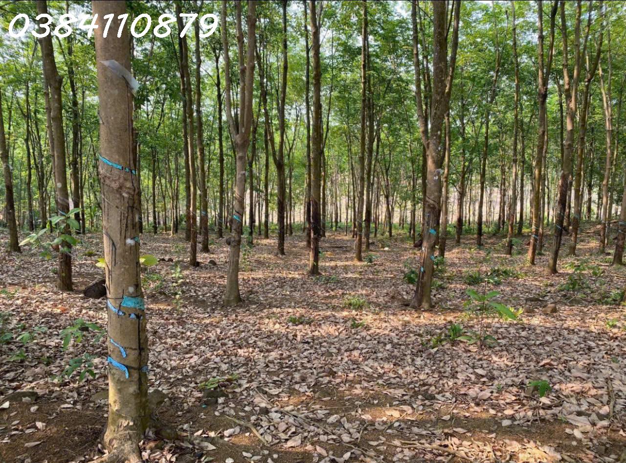 ĐẤT ĐẸP TÂN LỢI – ĐỒNG PHÚ, 2HA CAO SU – CHỈ 3 TỶ 2