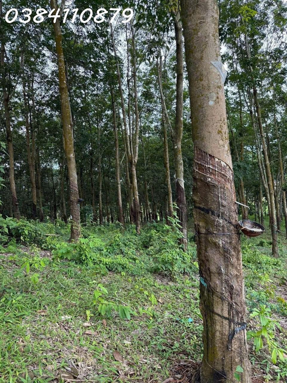 ĐẤT ĐẸP TÂN LỢI – ĐỒNG PHÚ, 2HA CAO SU – CHỈ 3 TỶ 3