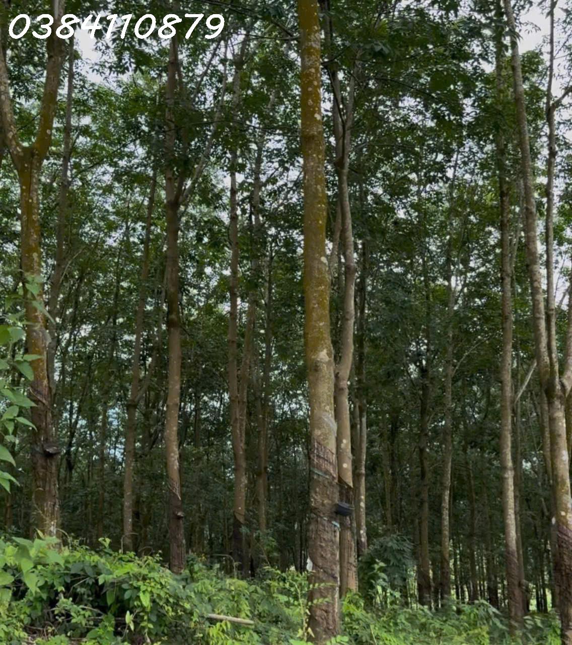 ĐẤT ĐẸP TÂN LỢI – ĐỒNG PHÚ, 2HA CAO SU – CHỈ 3 TỶ 4