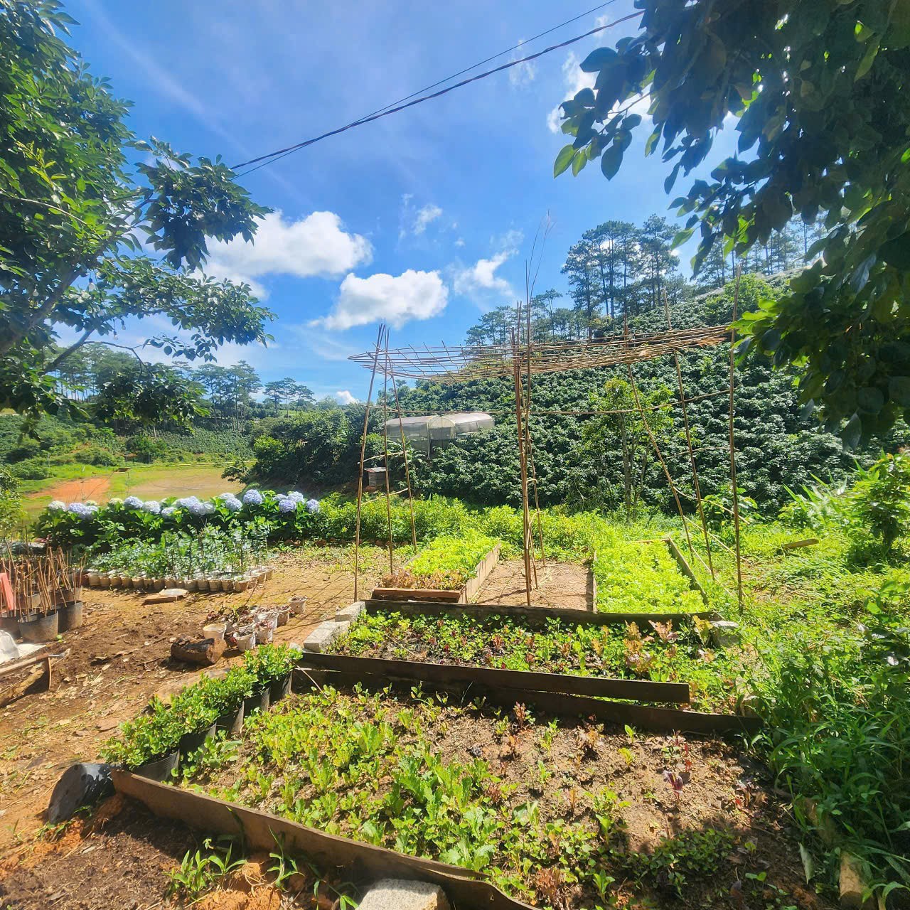 CHO THUÊ HOMESTAY TRẦN THÁI TÔNG PHƯỜNG 9  – ĐÀ LẠT 4