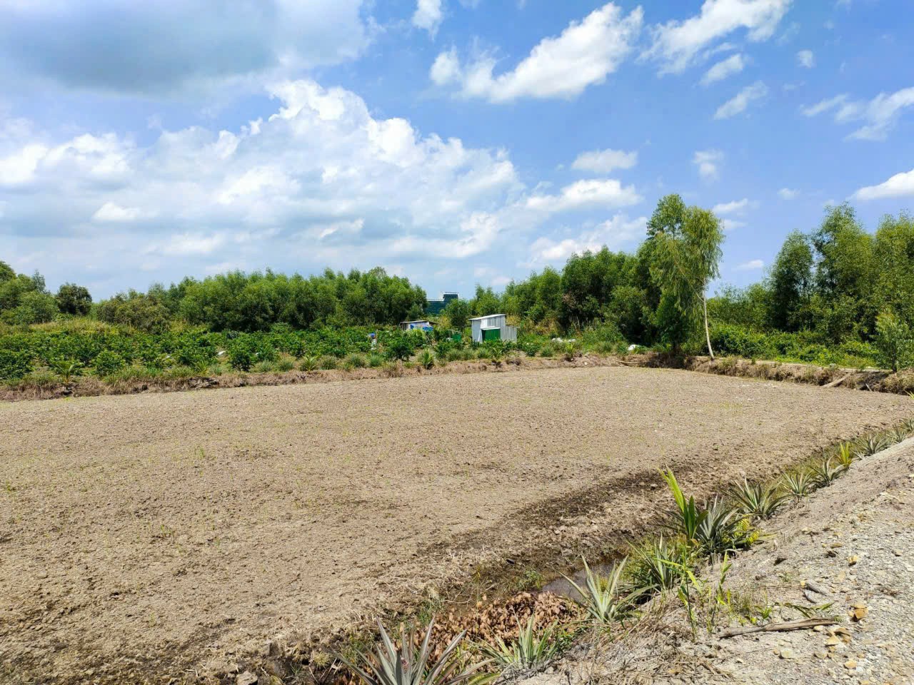 Bán đất vườn mặt tiền kênh ở Thù Thừa tổng dt 13.309m2 giá 7,8 tỷ 3