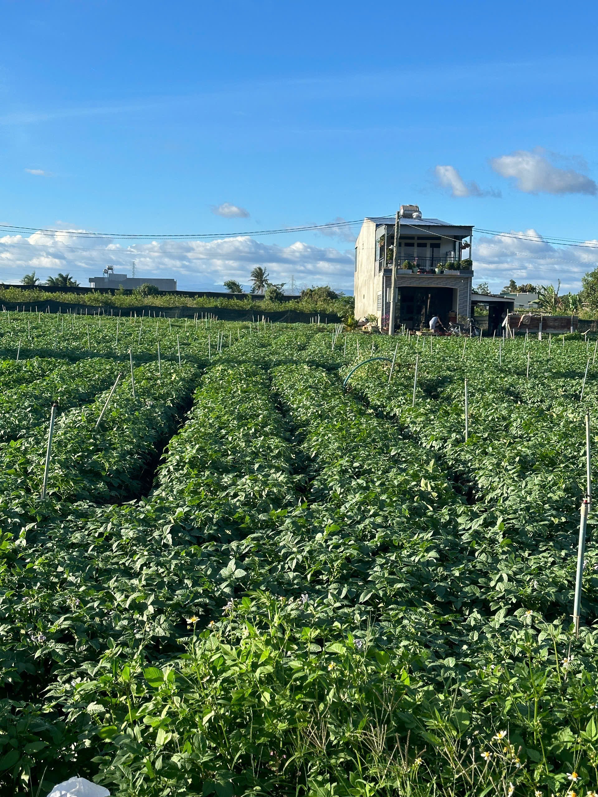 BÁN 505m2 ĐẤT TỔ 32 THỊ TRẤN LIÊN NGHĨA ĐỨC TRỌNG - LÂM ĐỒNG