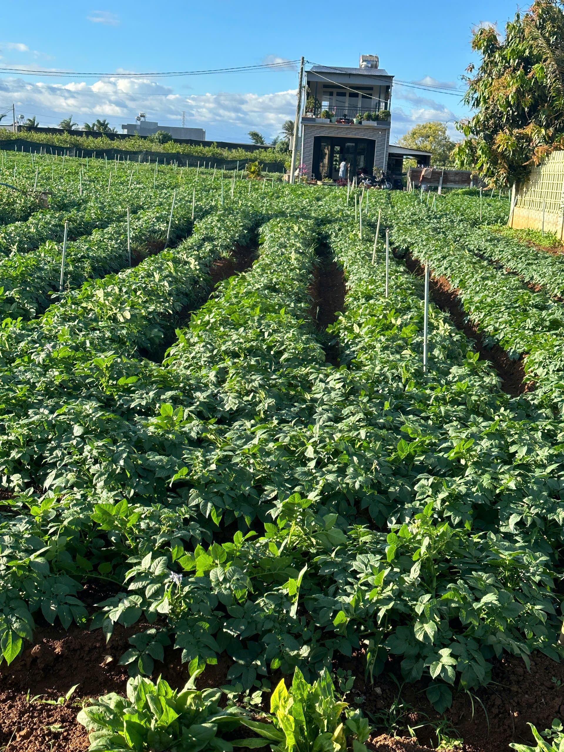 BÁN 505m2 ĐẤT TỔ 32 THỊ TRẤN LIÊN NGHĨA ĐỨC TRỌNG - LÂM ĐỒNG 3