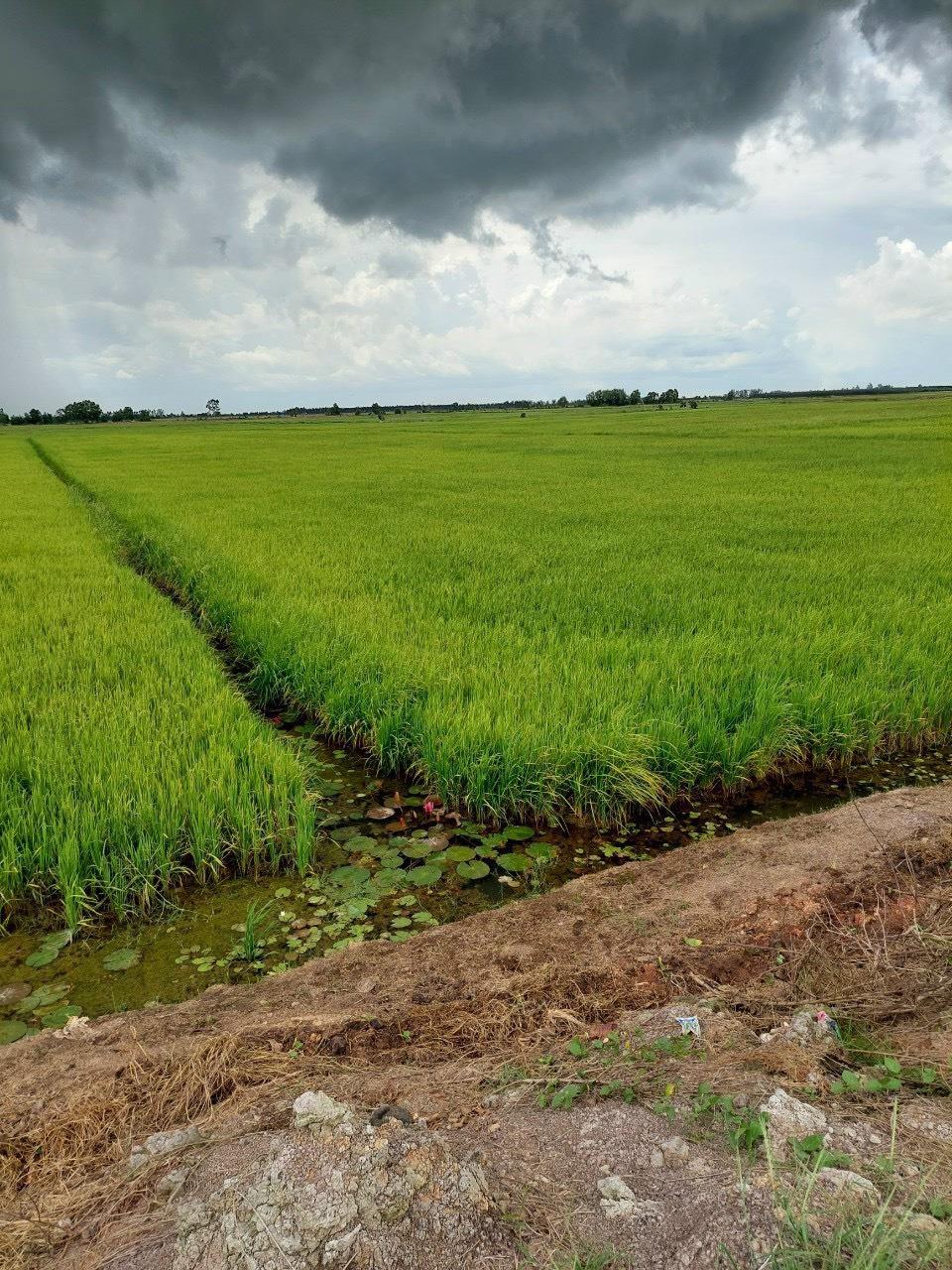 ĐẤT ĐẸP - GIÁ TỐT – Bán 49 Công Đất Ruộng Tại Huyện Kiên Lương - Kiên Giang 1