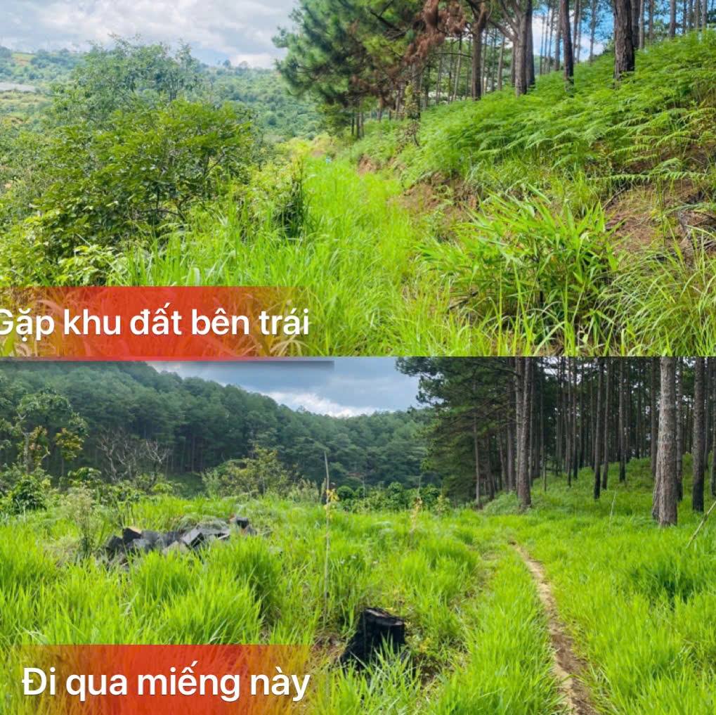 Cần bán gấp Lô Đất view đẹp giá rẻ ngay đầu Xuân Trường, Đà Lạt 1000m2 giá chỉ 1.3 tỷ 2