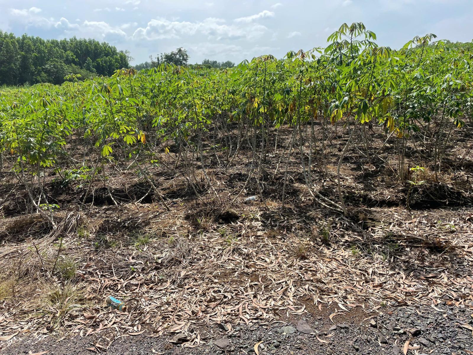 Cần bán Đất Xã Bàu Cạn, Long Thành, Diện tích 3845m², Giá 8,8 Tỷ 2