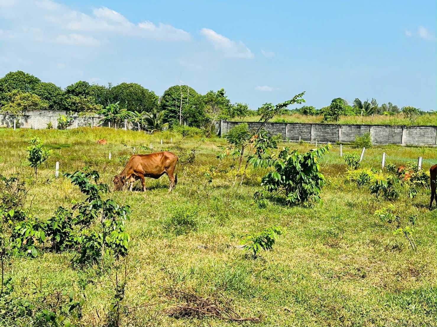 Cần bán Đất đường Võ Văn Kiệt, Xã Lộc An, Diện tích 1000m², Giá 1 Tỷ 3