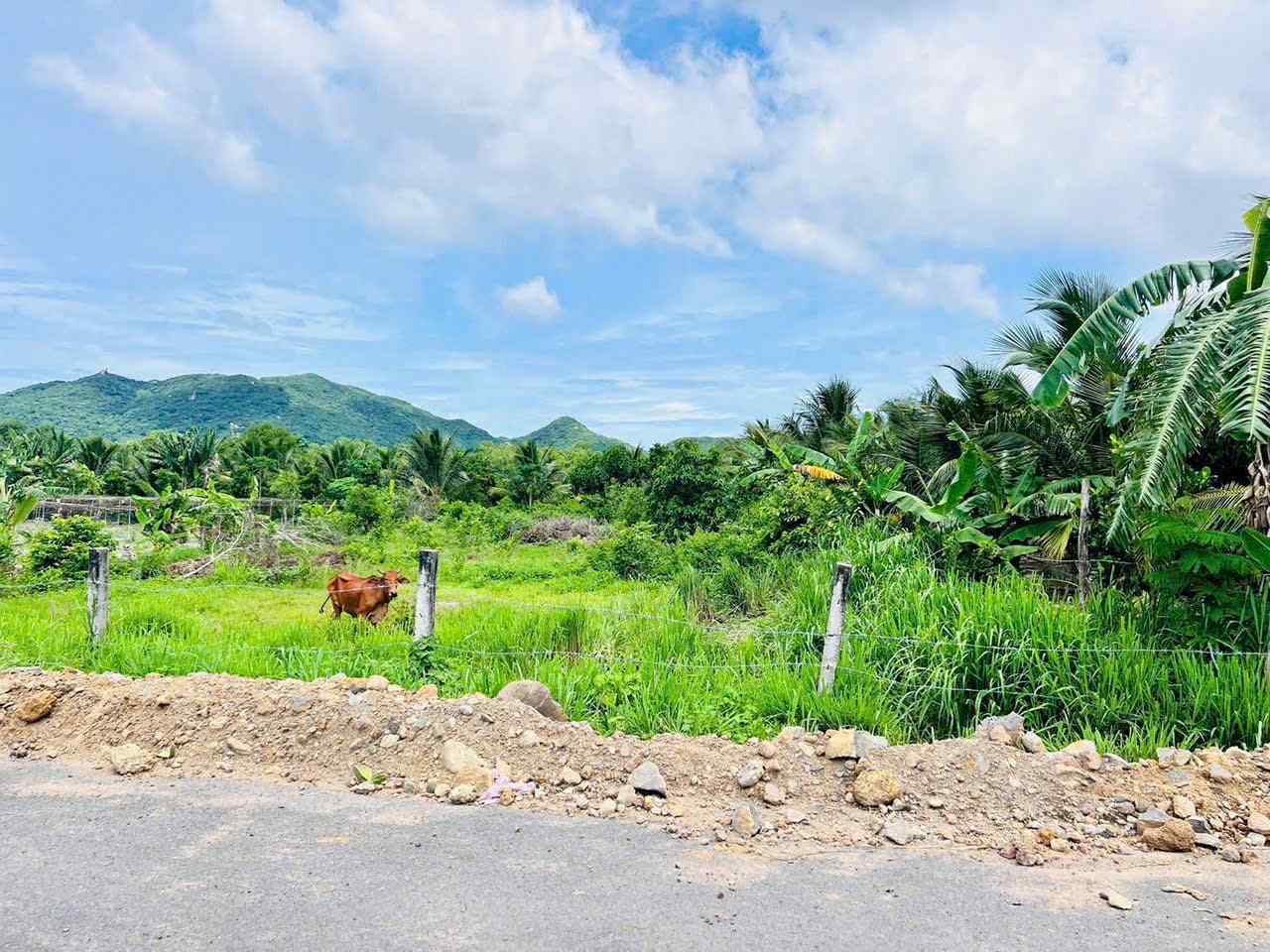 Cần bán Đất đường Tỉnh lộ 44, Thị trấn Phước Hải, Diện tích 1000m², Giá 1.8 Tỷ 4