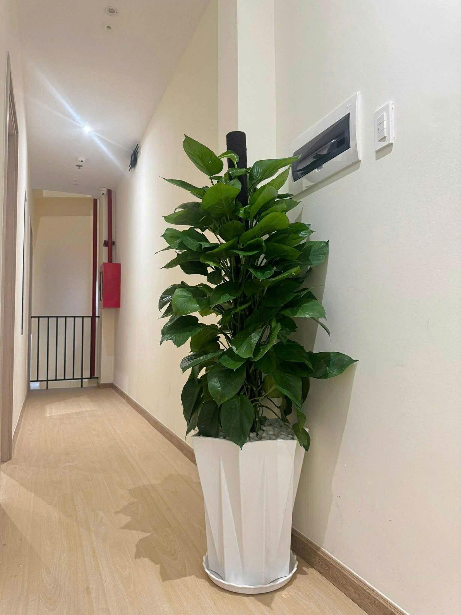 SIÊU PHẨM HOMESTAY DÒNG TIỀN KHỦNG 150TR/THÁNG - 4 TẦNG 95m2 - 16.9 TỶ 18