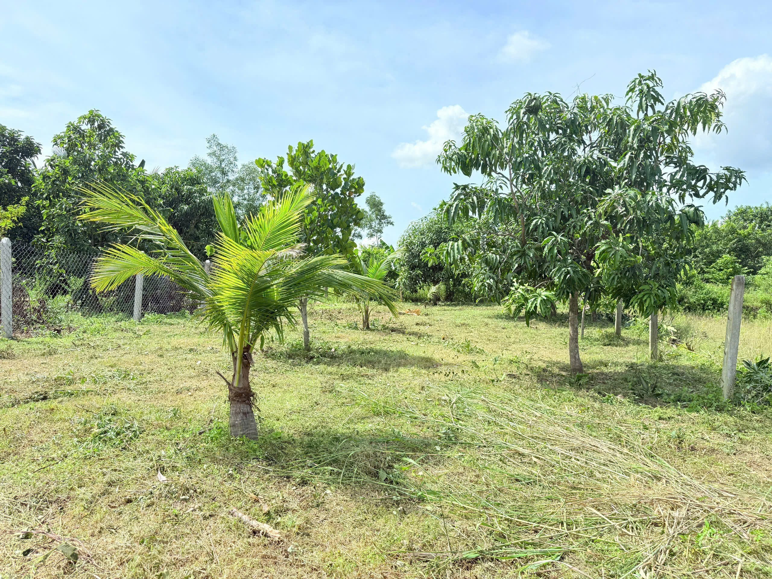 Bán đất Diên Tân giá rẻ ngay trung tâm xã - sau lưng chợ đi vào 5