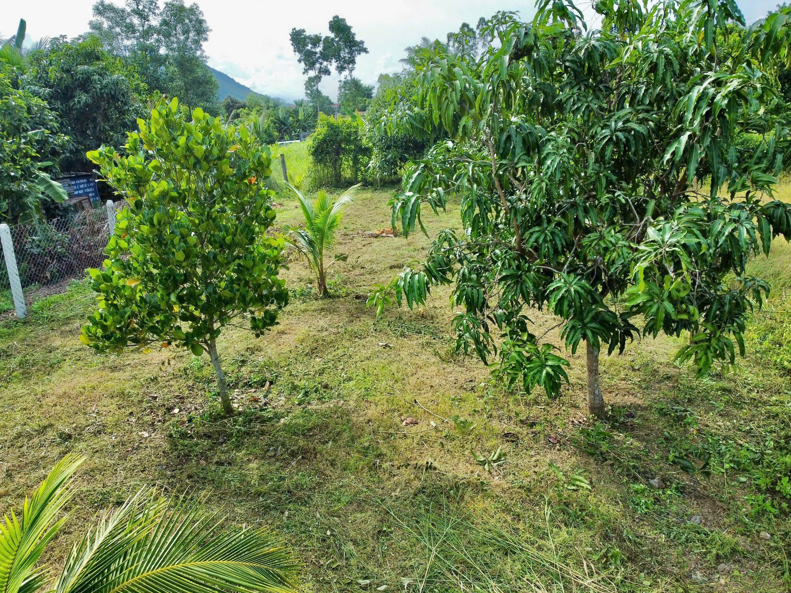 Bán đất Diên Tân giá rẻ ngay trung tâm xã - sau lưng chợ đi vào 10