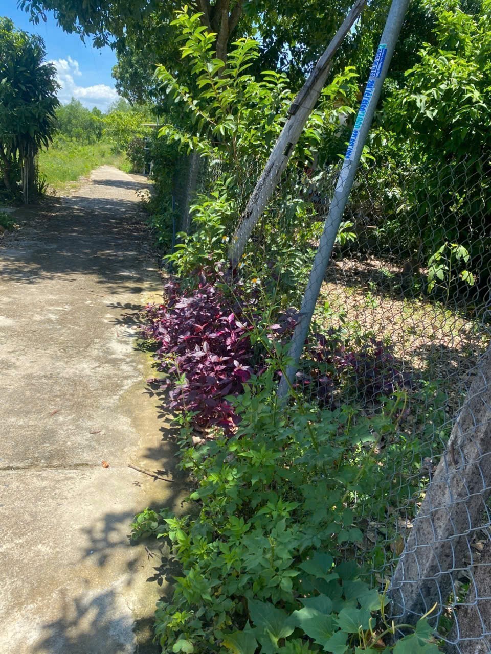 Bán đất Sông Cầu thôn Đông ngay trung tâm xã - đường thông 3 mặt tiền đường thoáng mát 2