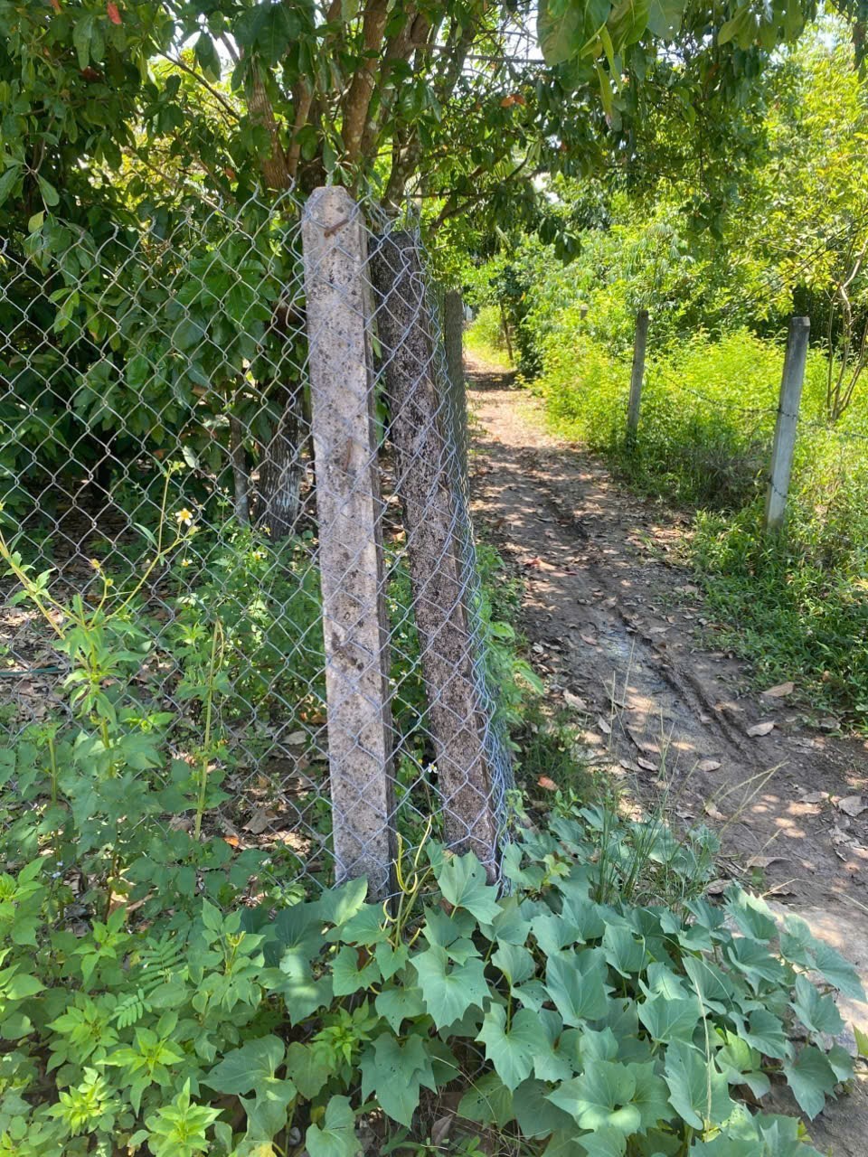 Bán đất Sông Cầu thôn Đông ngay trung tâm xã - đường thông 3 mặt tiền đường thoáng mát 3