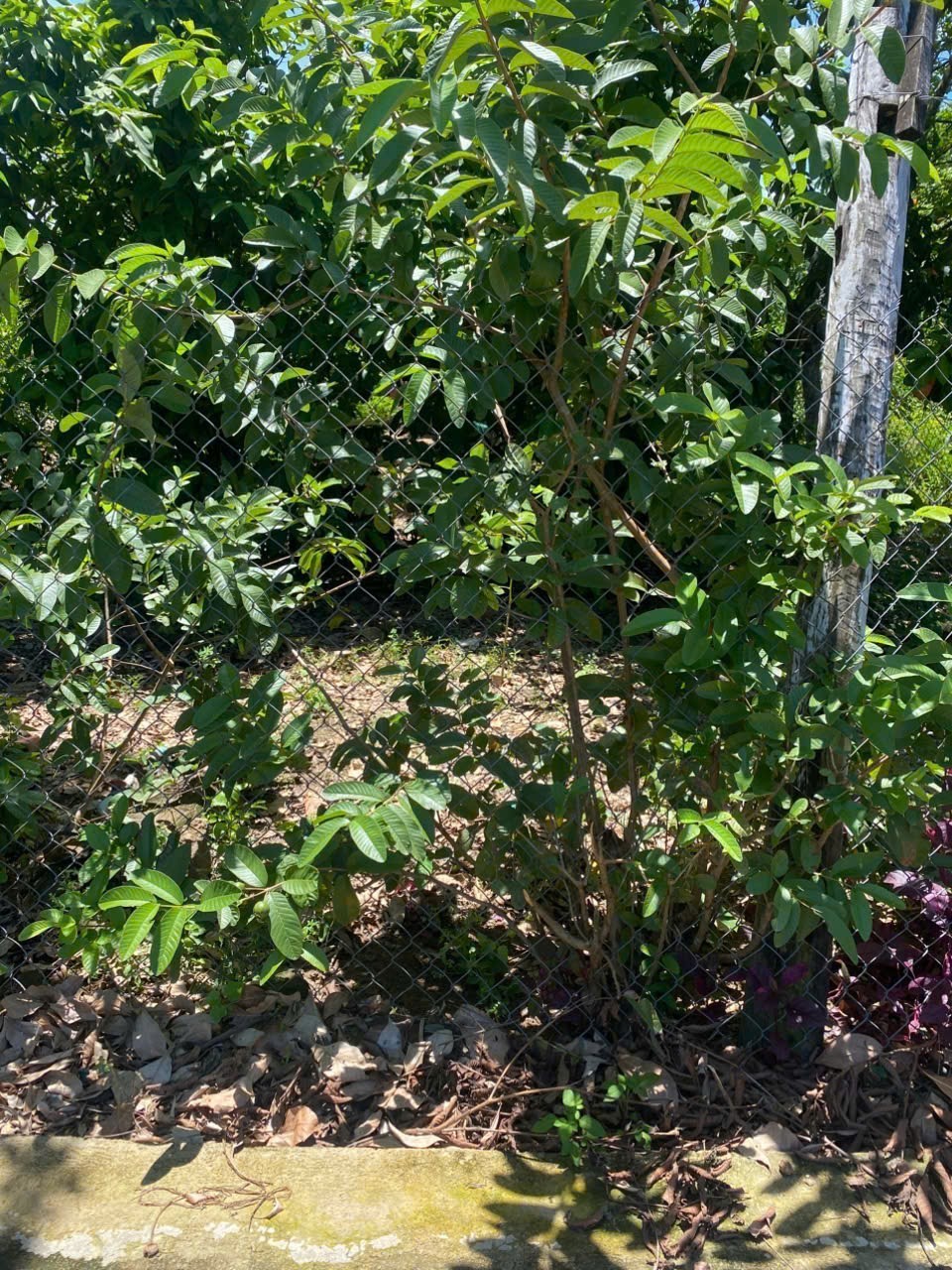 Bán đất Sông Cầu thôn Đông ngay trung tâm xã - đường thông 3 mặt tiền đường thoáng mát 4