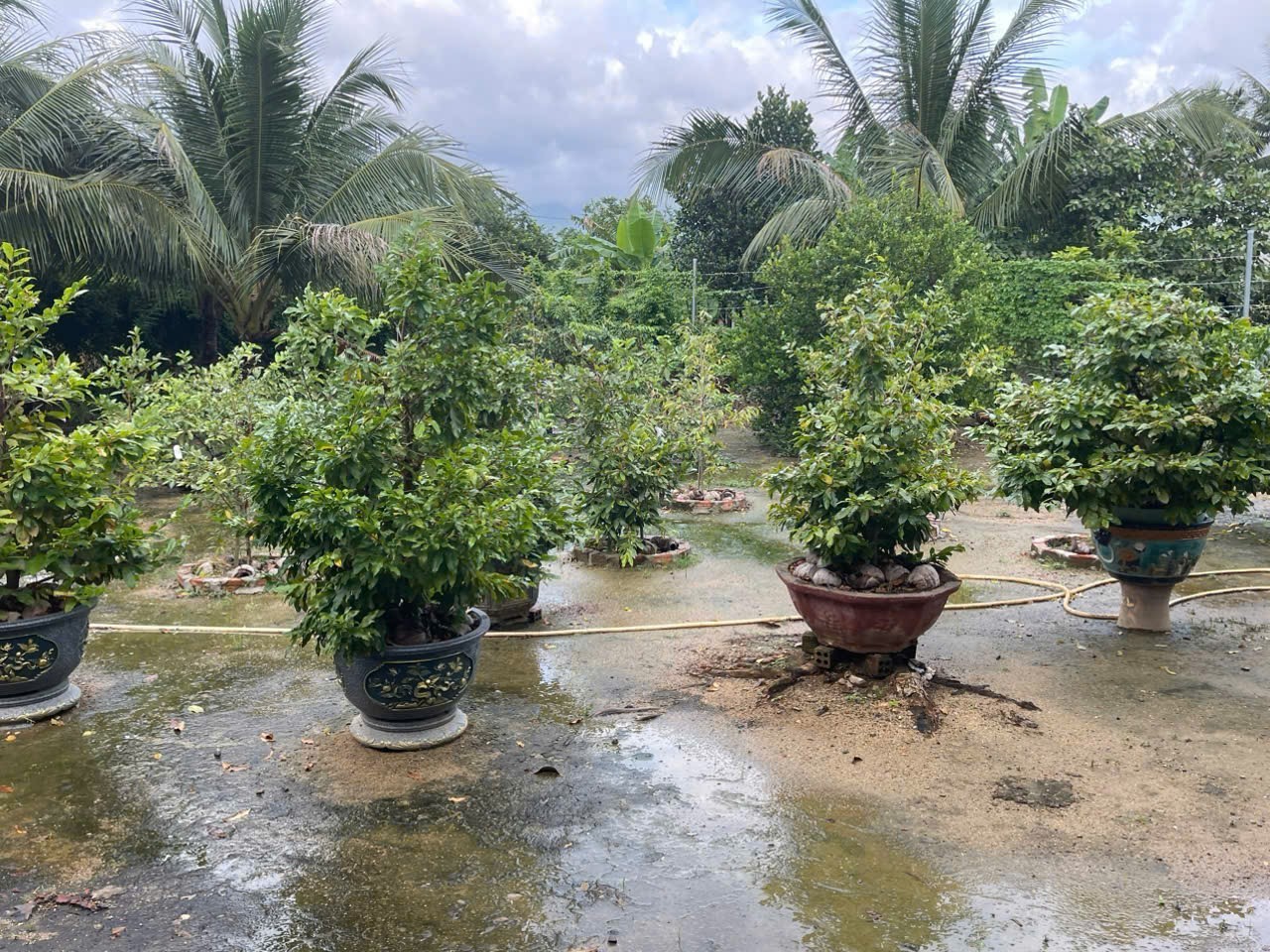 Bán nhà vườn Diên Đồng ngay trung tâm khu dân cư thôn 2 - gần trường học Uỷ ban 6