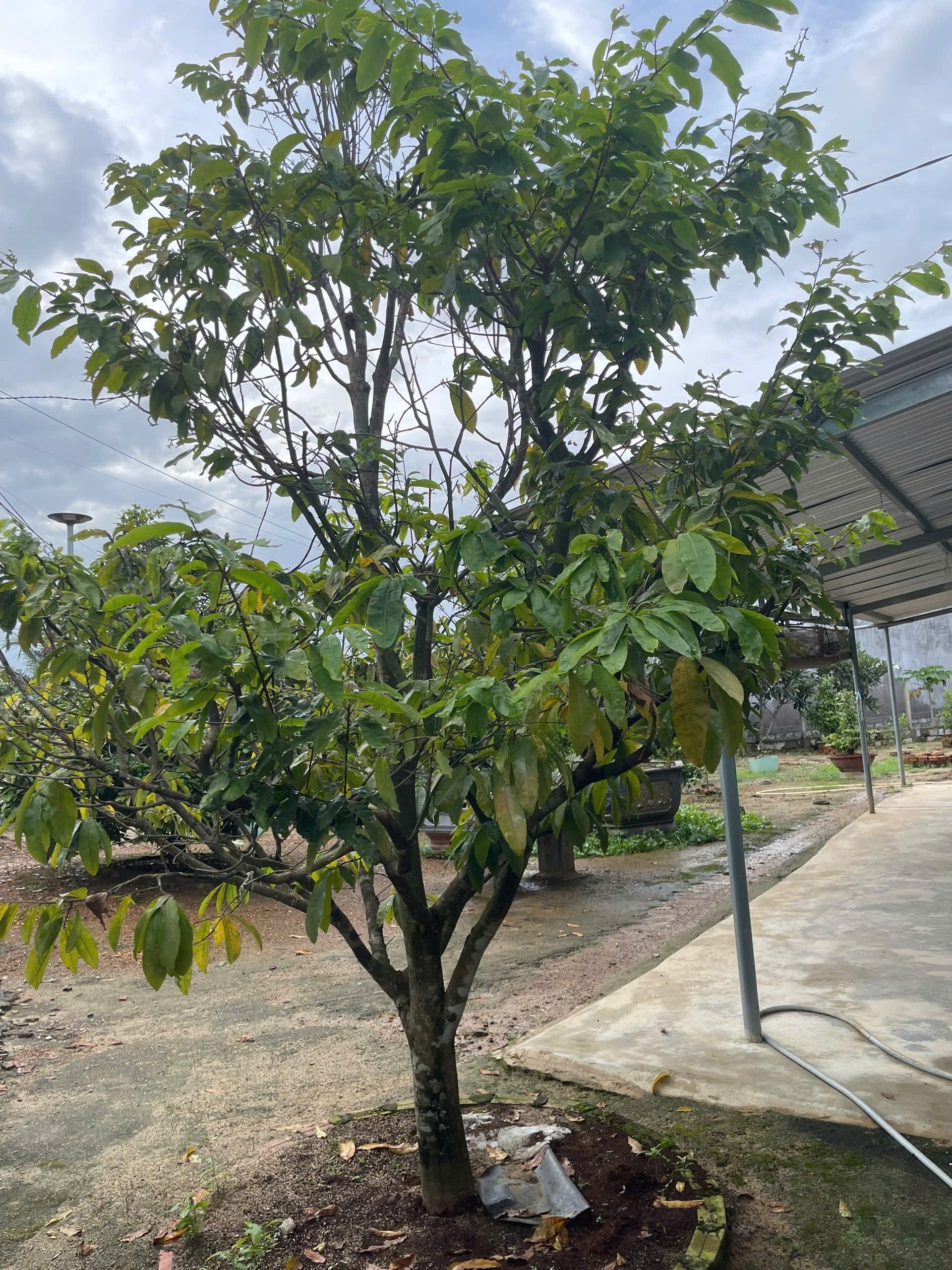 Bán nhà vườn Diên Đồng ngay trung tâm khu dân cư thôn 2 - gần trường học Uỷ ban 7