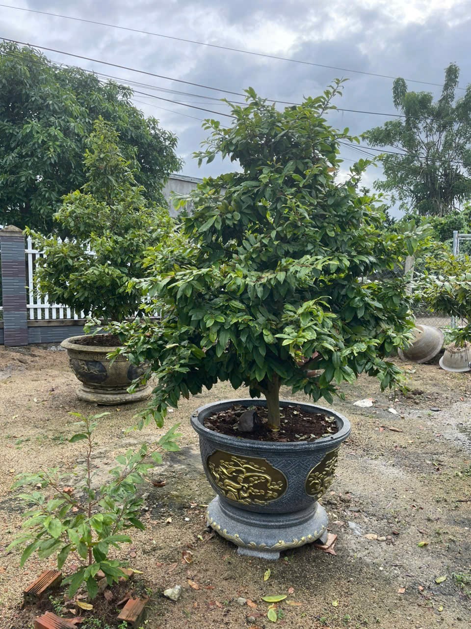 Bán nhà vườn Diên Đồng ngay trung tâm khu dân cư thôn 2 - gần trường học Uỷ ban 8