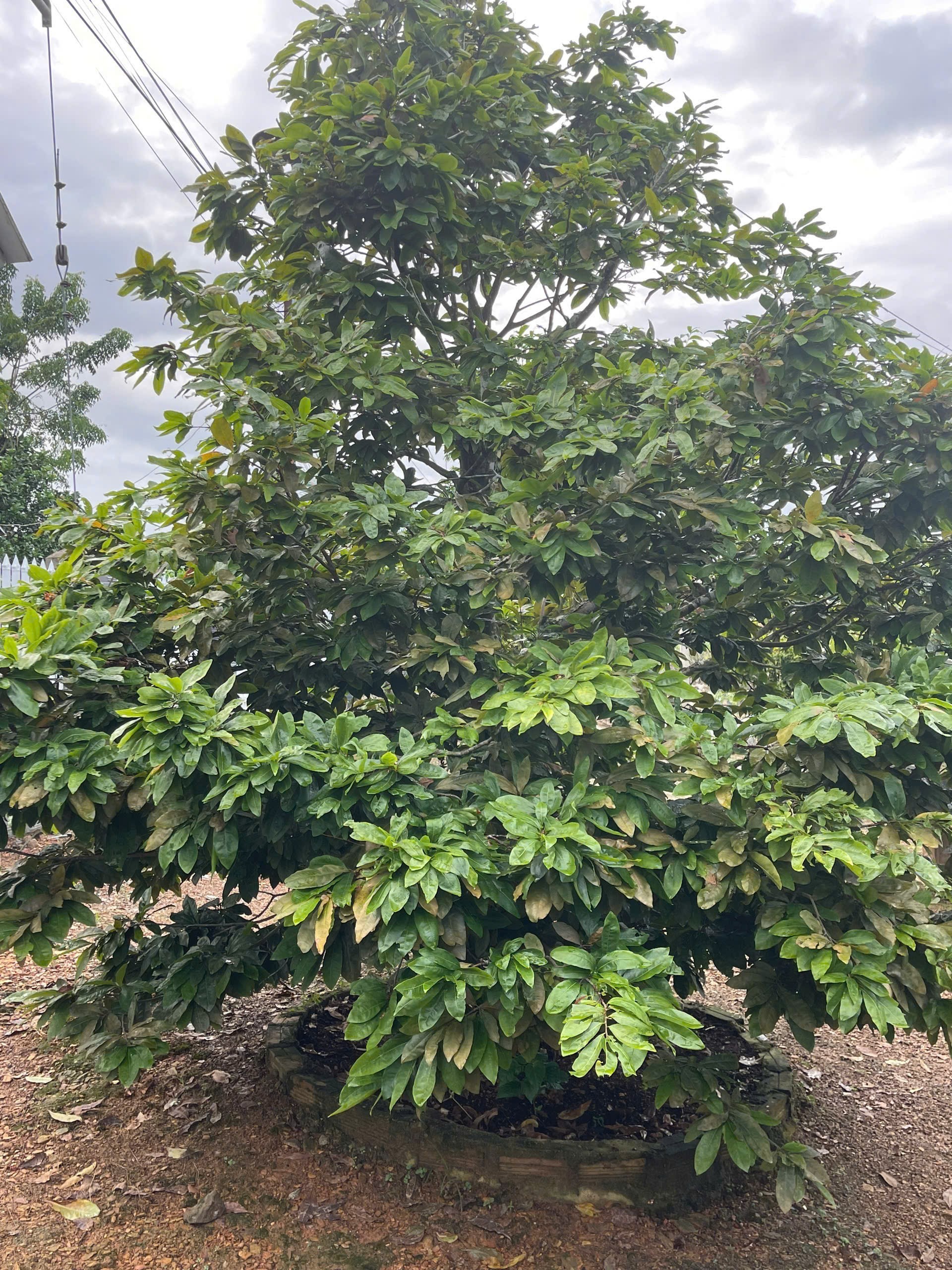 Bán nhà vườn Diên Đồng ngay trung tâm khu dân cư thôn 2 - gần trường học Uỷ ban 10