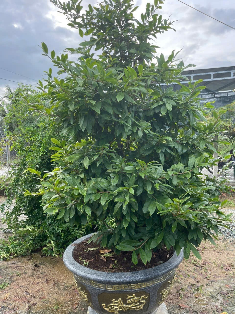 Bán nhà vườn Diên Đồng ngay trung tâm khu dân cư thôn 2 - gần trường học Uỷ ban 11