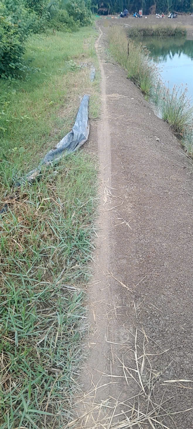 Chủ kẹt hạ giá bán gấp 2485m2 lúa mt sông vàm cỏ xã tân chánh hết sổ 550tr 3