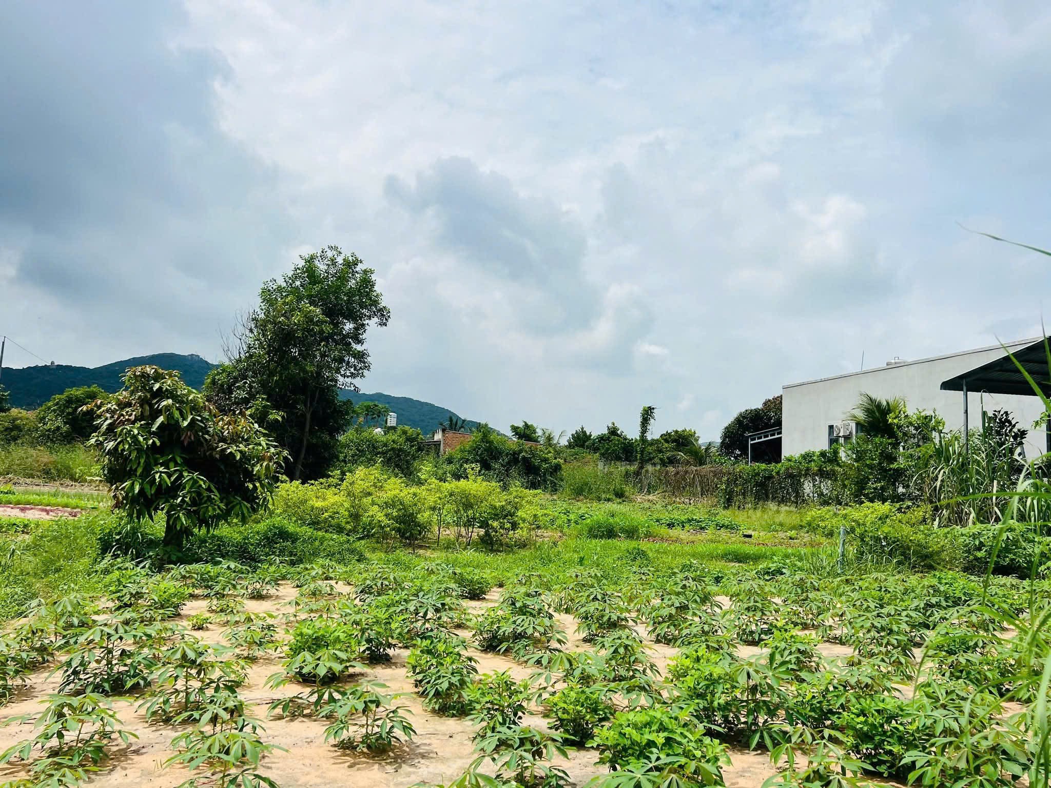 KẸT TIỀN BÁN GẤP – DUY NHẤT LÔ ĐẤT 500M² TẠI TT. PHƯỚC HẢI – BRVT