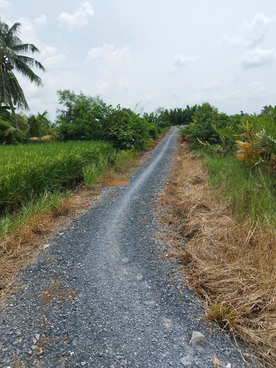 Bán nhà cấp 4 ,tổng dt 328m2 ( đất lúa ) xã Tân Bửu, Bến Lức  giá 1,2 tỷ