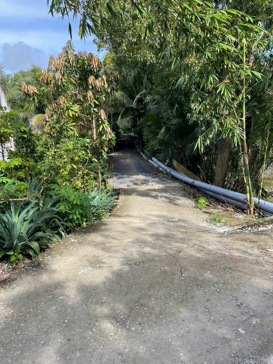 Bán đất vườn 2 mặt tiền kênh dt 5000m2 ở xã An Thạnh, Bến Lức giá 3,75 tỷ