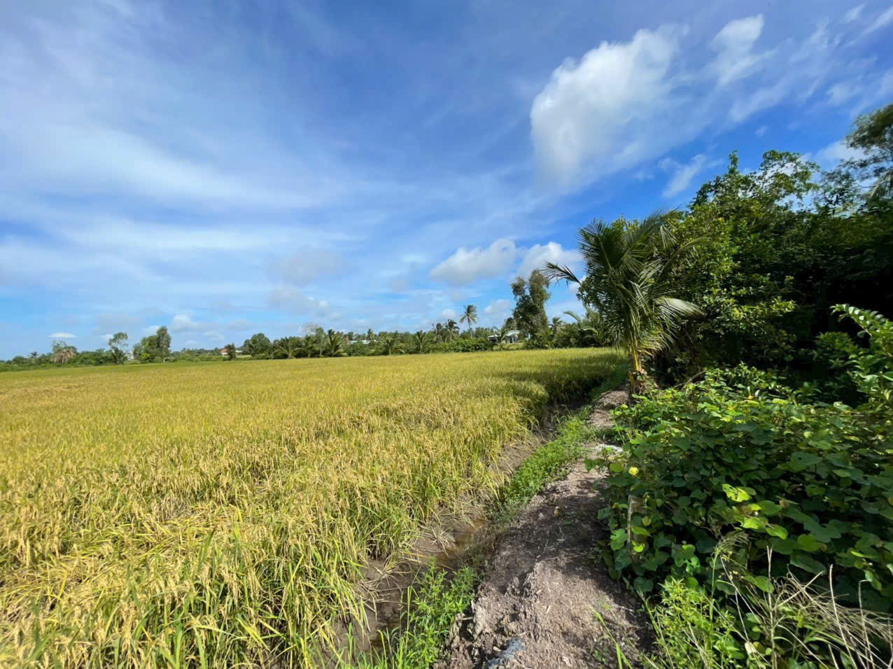 Bán đất vườn 2 mặt tiền kênh dt 5000m2 ở xã An Thạnh, Bến Lức giá 3,75 tỷ 6