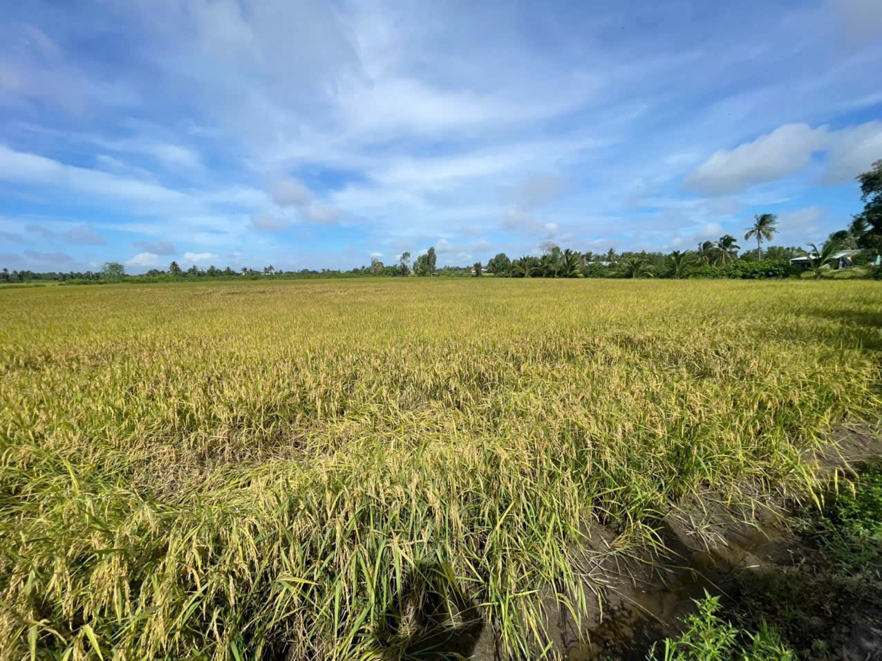 Bán đất vườn 2 mặt tiền kênh dt 5000m2 ở xã An Thạnh, Bến Lức giá 3,75 tỷ 7