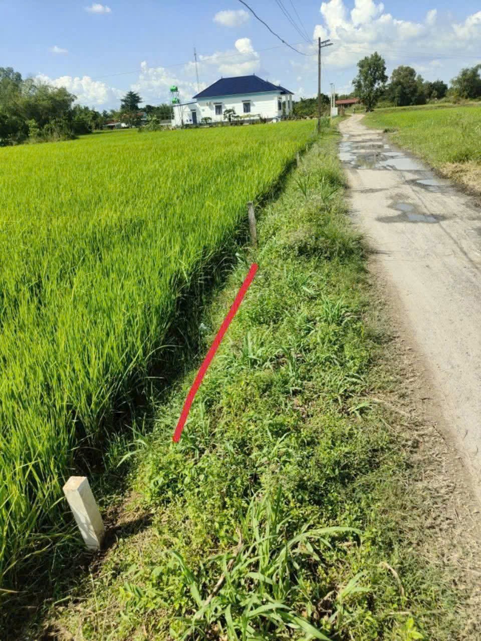 Bán lô đất thổ cư đường đá xanh xe oto xã Hiệp Hòa, huyện Đức Hòa dt 200m2 giá 650tr 3