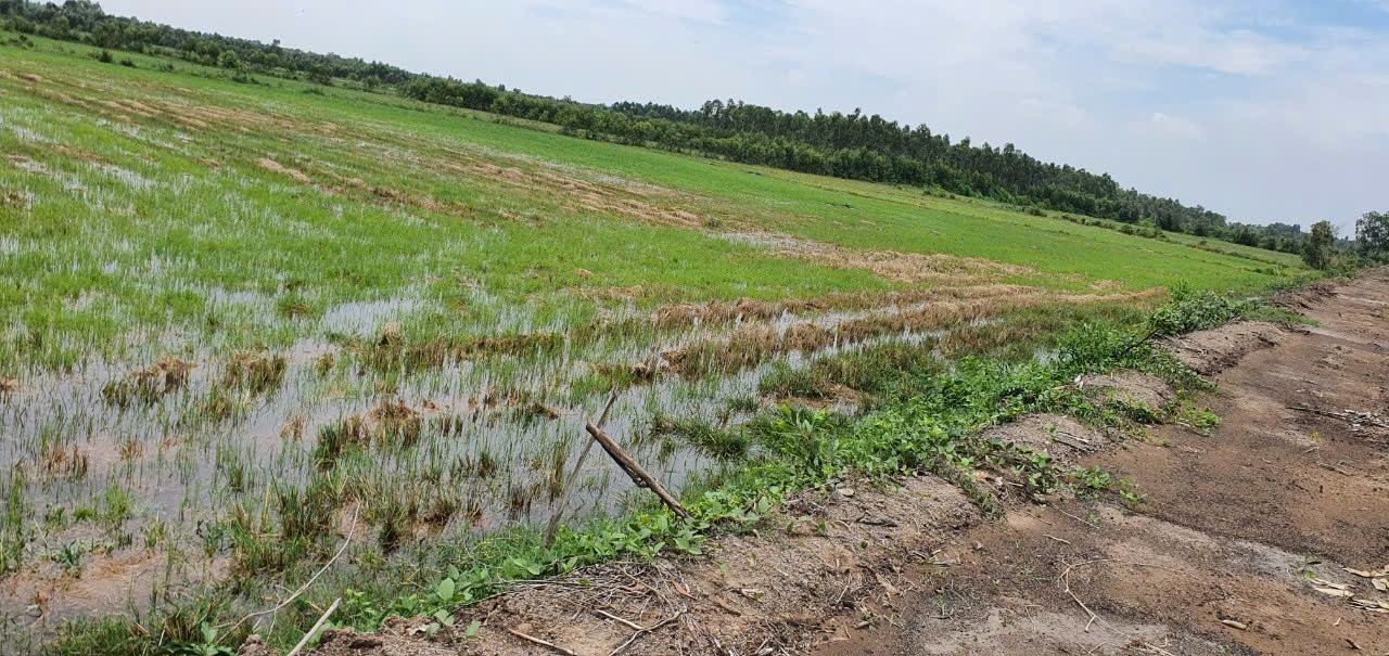 Bán lô đất rừng sản xuất, khu vực chuyển thổ cư 100% xã Mỹ Bình, Đức Huệ dt 5319m2 giá 1,8 tỷ 3