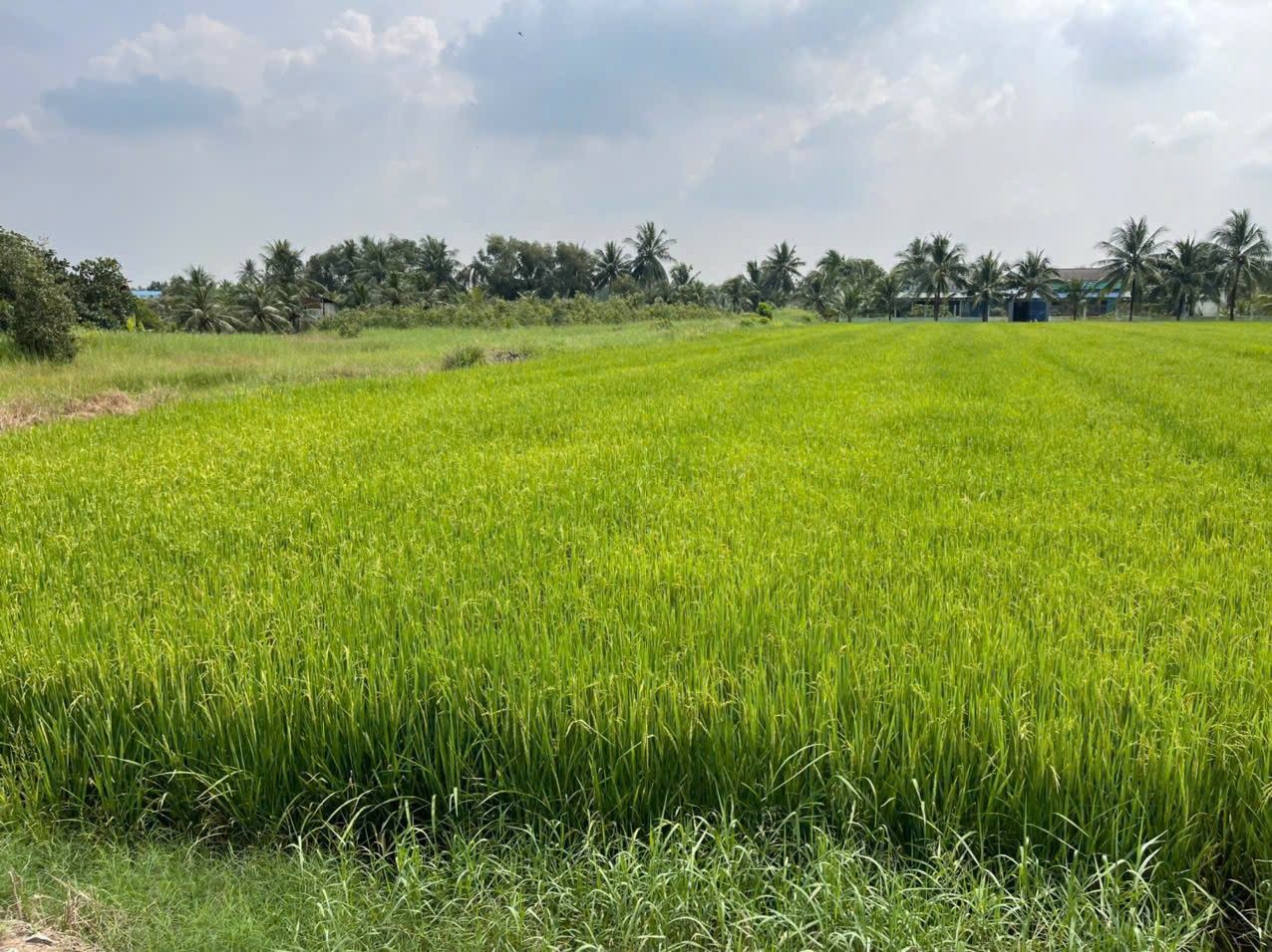 Bán 1.700m2 đất ( 400m2 thổ + 1300m2 lúa) xã An Thạnh, Bến Lức giá 5,6 tỷ 6