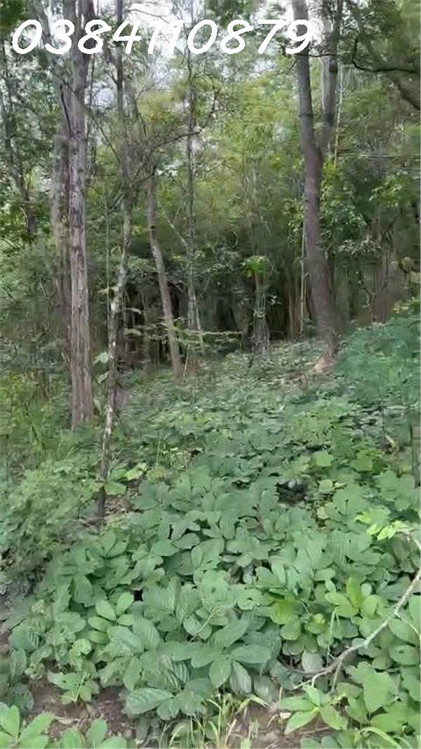 CHUYỂN NHƯỢNG 160 HECTA ĐẤT DỰ ÁN – HÀM TÂN, BÌNH THUẬN 3