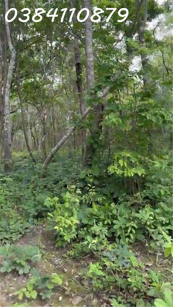 CHUYỂN NHƯỢNG 160 HECTA ĐẤT DỰ ÁN – HÀM TÂN, BÌNH THUẬN