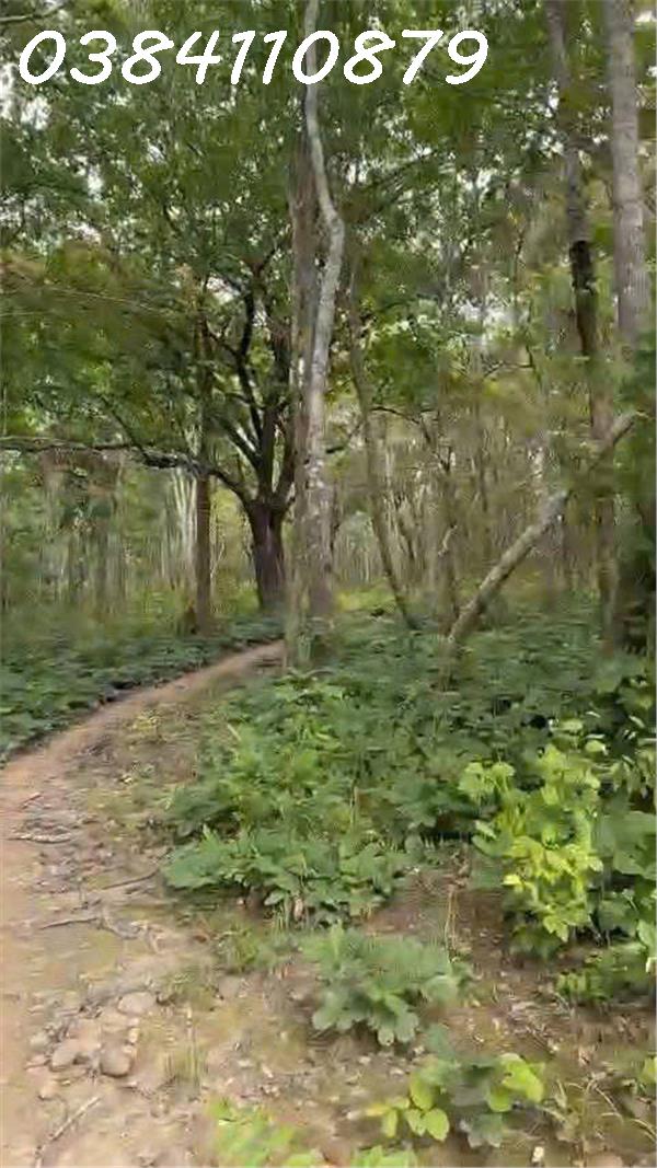 CHUYỂN NHƯỢNG 160 HECTA ĐẤT DỰ ÁN – HÀM TÂN, BÌNH THUẬN 5