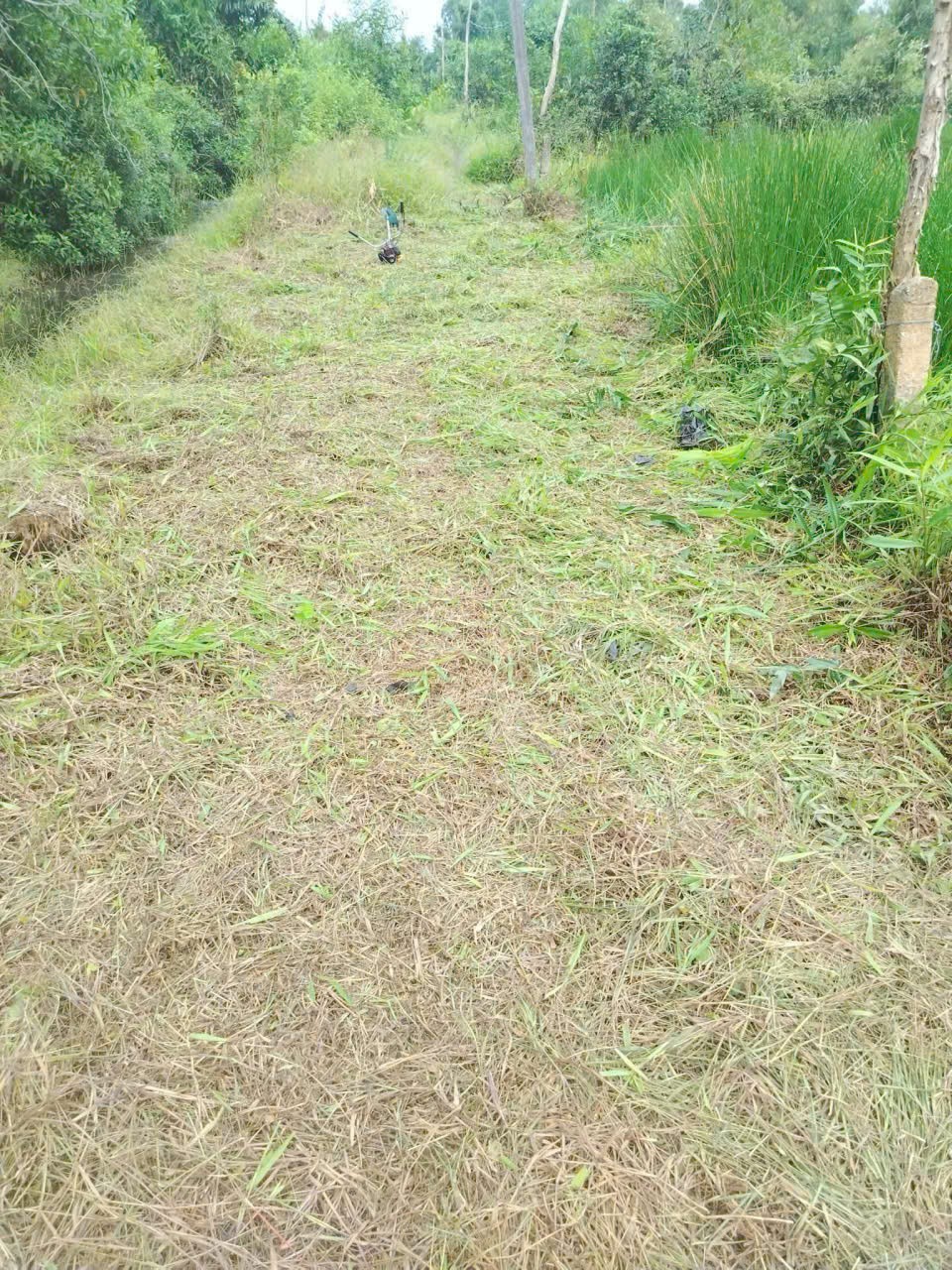 Đất vườn giá rẻ 917m2 mt xe 3 gác xã Phước Tuy chỉ 600tr 3