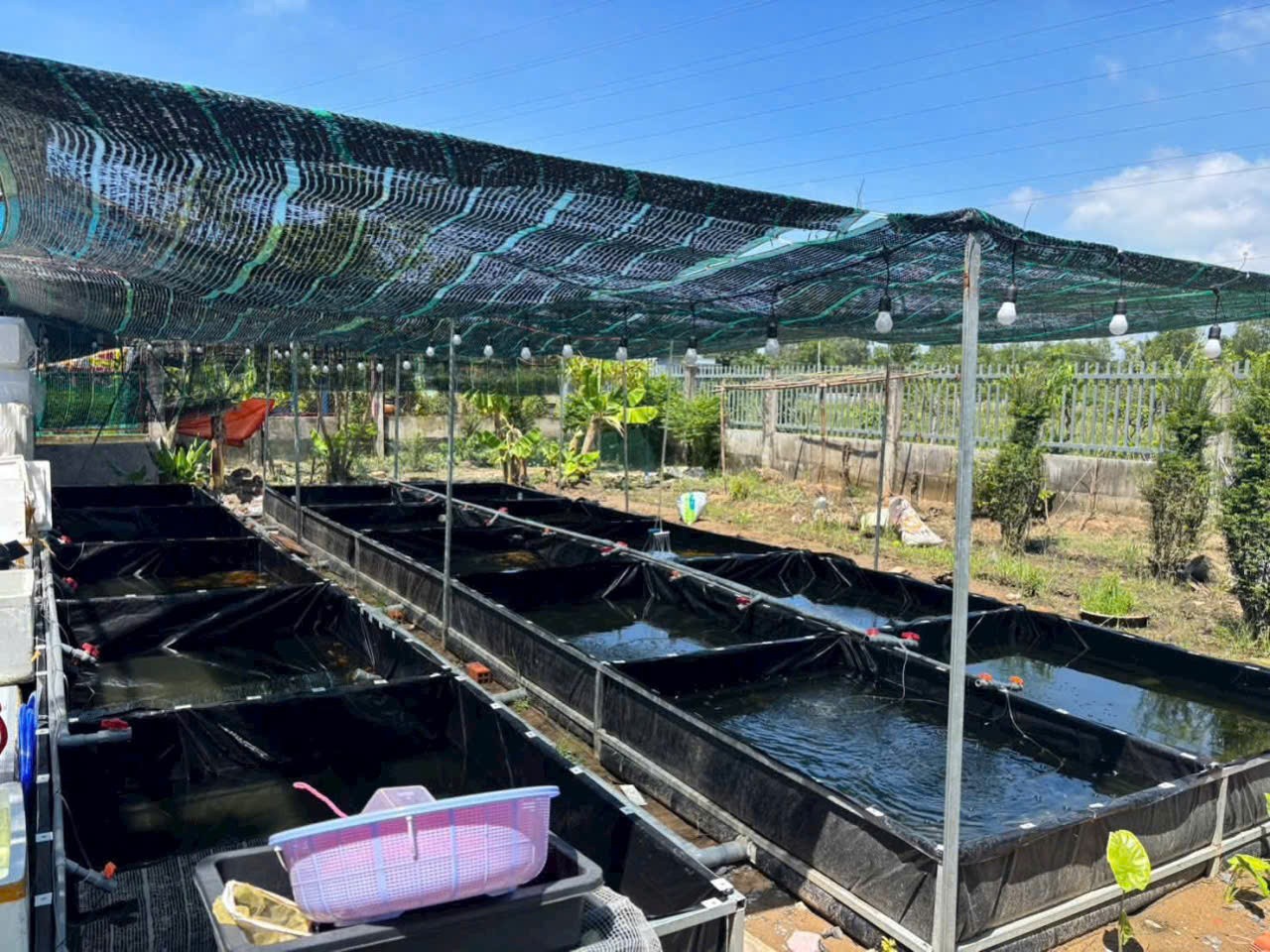 Nhà vườn thị trấn Tân Túc, Bình Chánh tdt 780m2 giá 5,3 tỷ 5