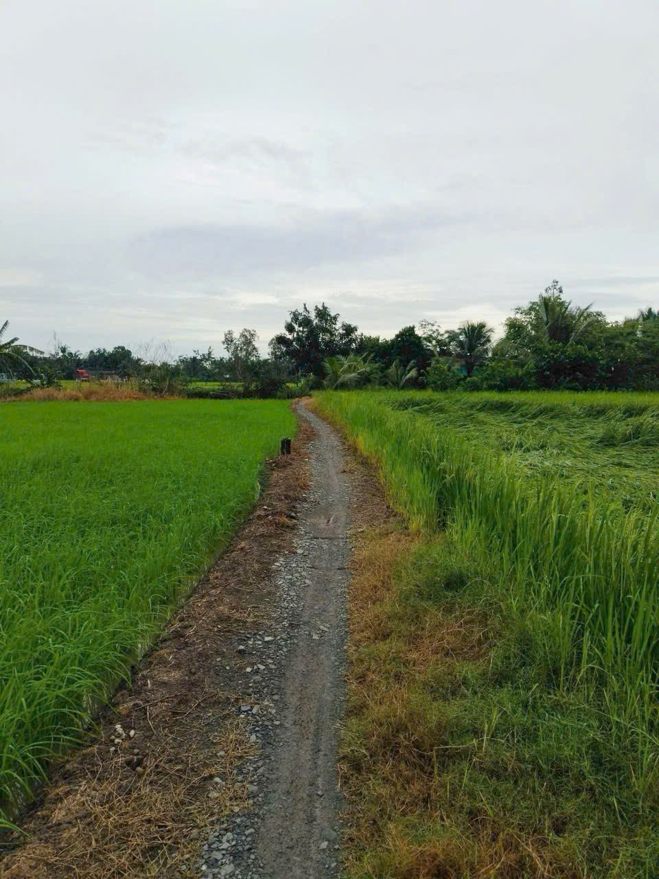 Đất thổ giá rẻ công nhân 300m2 mt xe máy xã Tân Lân 600tr 2