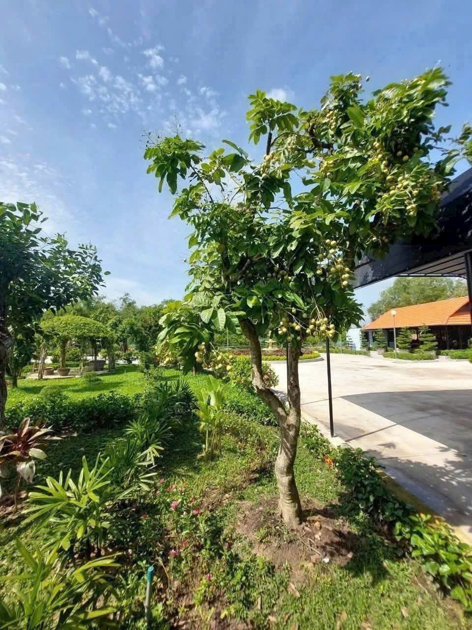 Bán nhà vườn đẹp thị trấn Hậu Nghĩa, Đức Hòa tdt 4300m2 ( có 292m2 thổ cư ) giá 12,5 tỷ 7