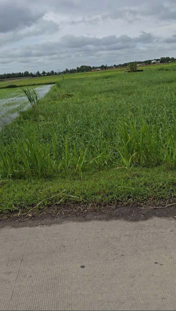 Bán lô đất thổ cư 1/ Láng Cẩm , xã Đức Lập Hạ dt 295m2 giá 3 tỷ 3