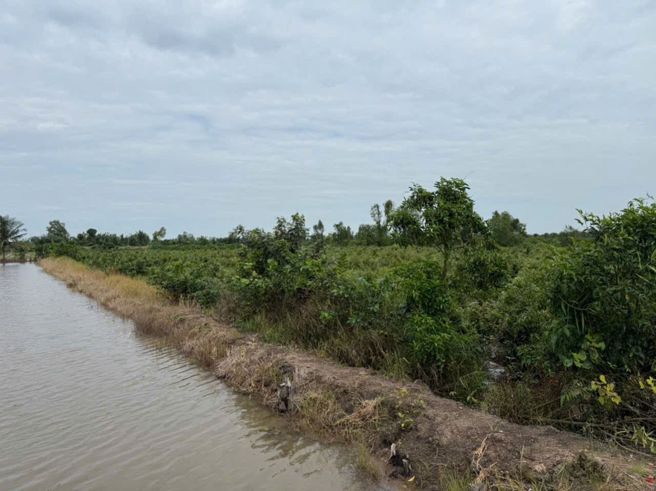 Bán đất vườn đường đá xanh xe 3 gác ,xã Tân Hòa, Bến lức dt 3000m2 giá 2,2 tỷ 4