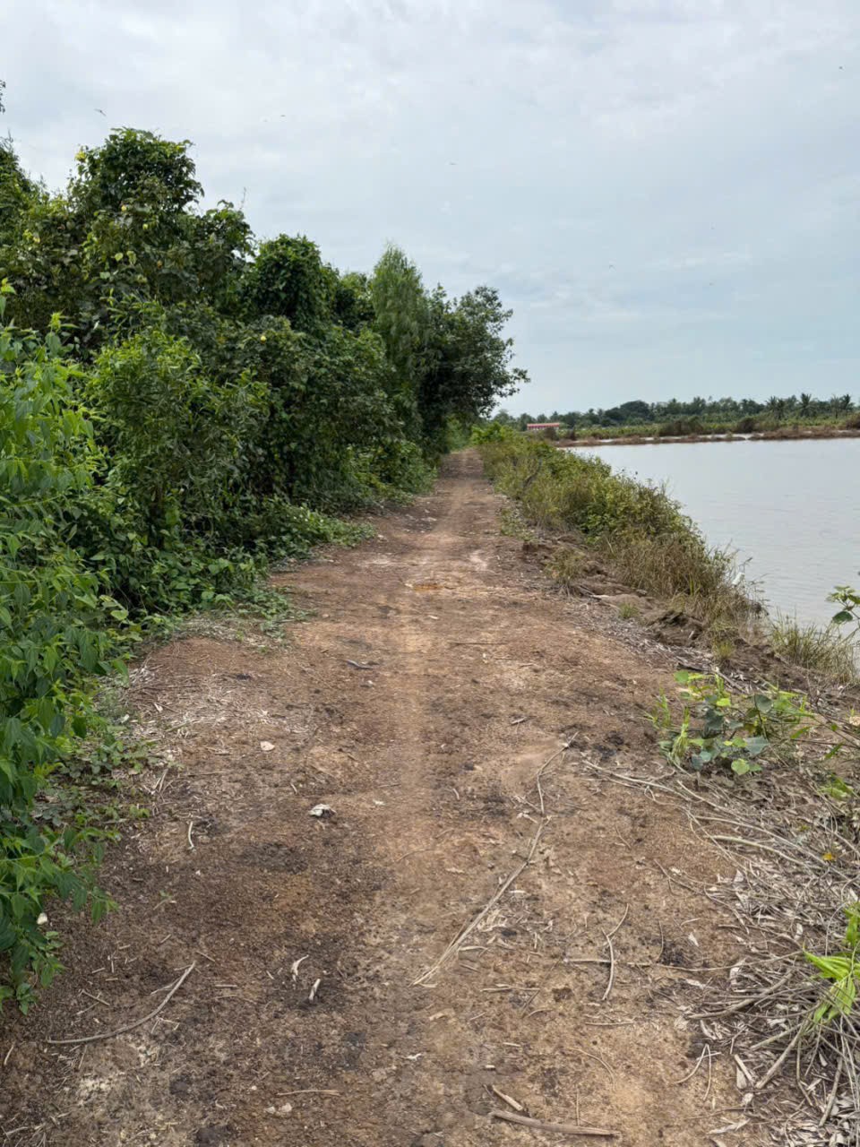 Bán đất vườn đường đá xanh xe 3 gác ,xã Tân Hòa, Bến lức dt 3000m2 giá 2,2 tỷ 5