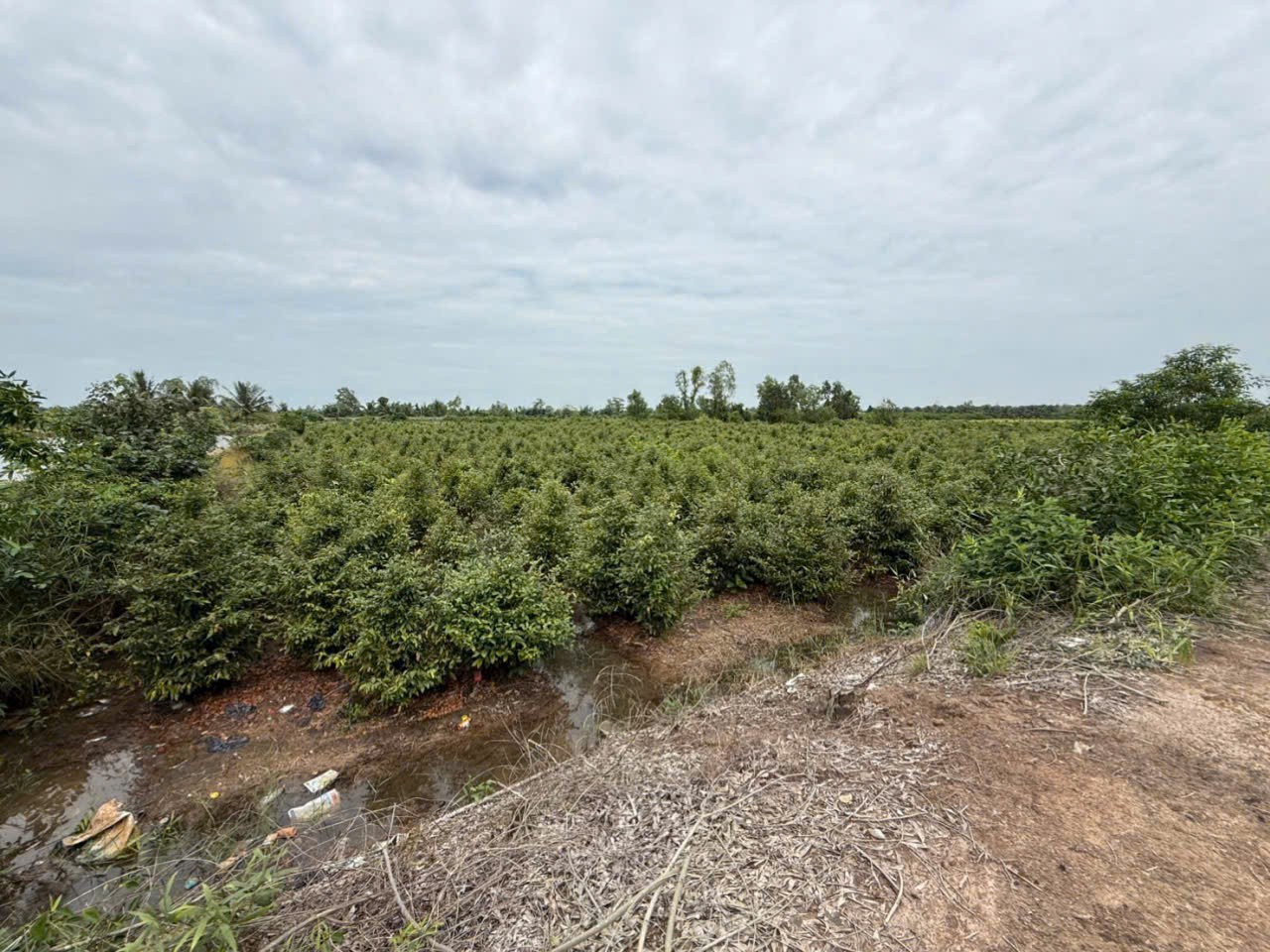 Bán đất vườn đường đá xanh xe 3 gác ,xã Tân Hòa, Bến lức dt 3000m2 giá 2,2 tỷ 6