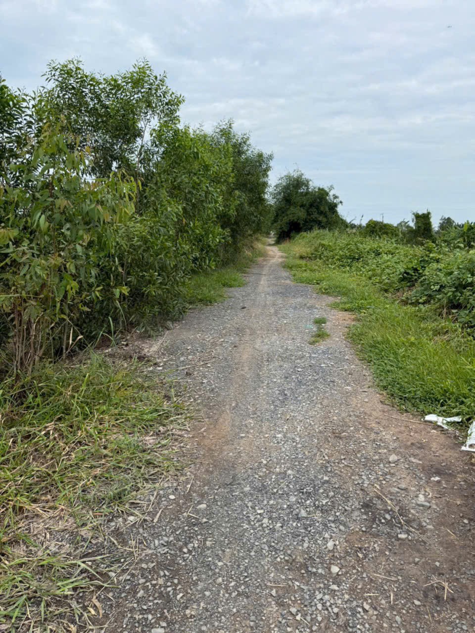 Bán đất vườn đường đá xanh xe 3 gác ,xã Tân Hòa, Bến lức dt 3000m2 giá 2,2 tỷ 7