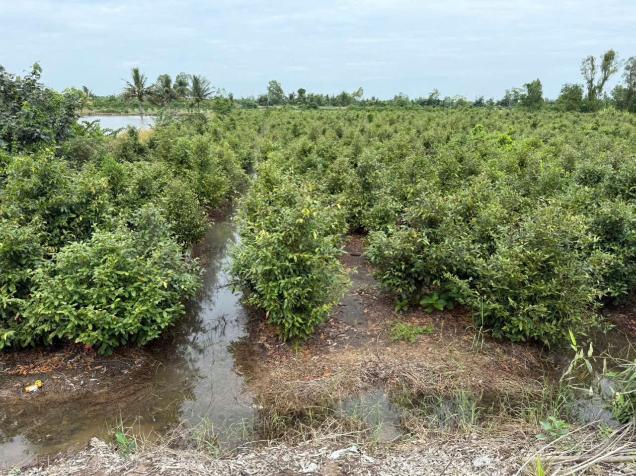 Bán đất vườn đường đá xanh xe 3 gác ,xã Tân Hòa, Bến lức dt 3000m2 giá 2,2 tỷ 8