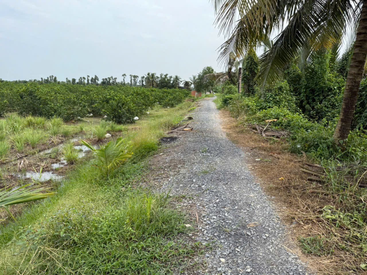 Bán đất thổ + vườn mặt tiền kênh ở xã Tân Hòa, Bến Lức tdt 1297m2 ( có 1200m2 thổ) giá 1,3 tỷ 3