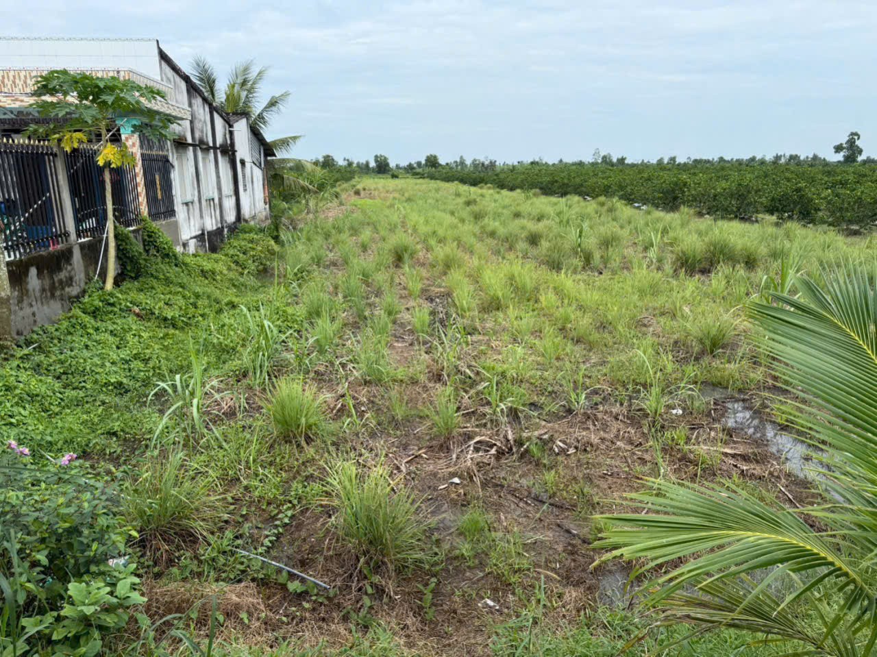 Bán đất thổ + vườn mặt tiền kênh ở xã Tân Hòa, Bến Lức tdt 1297m2 ( có 1200m2 thổ) giá 1,3 tỷ 4