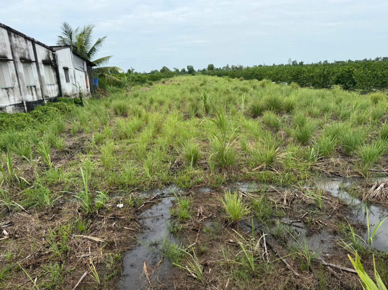 Bán đất thổ + vườn mặt tiền kênh ở xã Tân Hòa, Bến Lức tdt 1297m2 ( có 1200m2 thổ) giá 1,3 tỷ 5